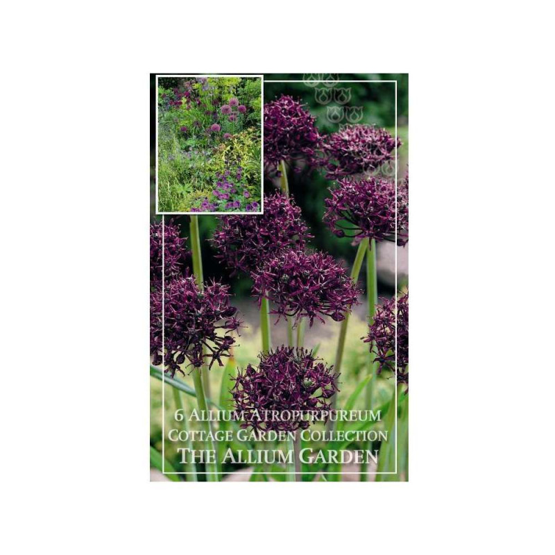 Allium atropurpureum 8/+x6