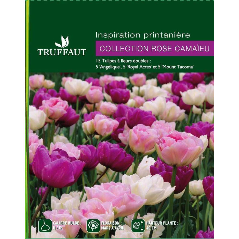 Assortiment de tulipes : rose, pourpre, blanc