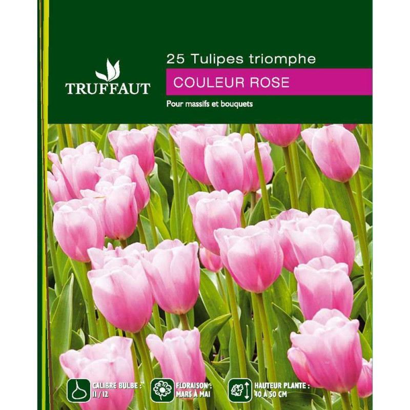 Tulipes roses 11/12 x25