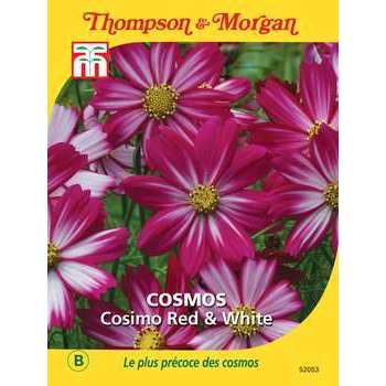 Cosmos Cosimo Red and White