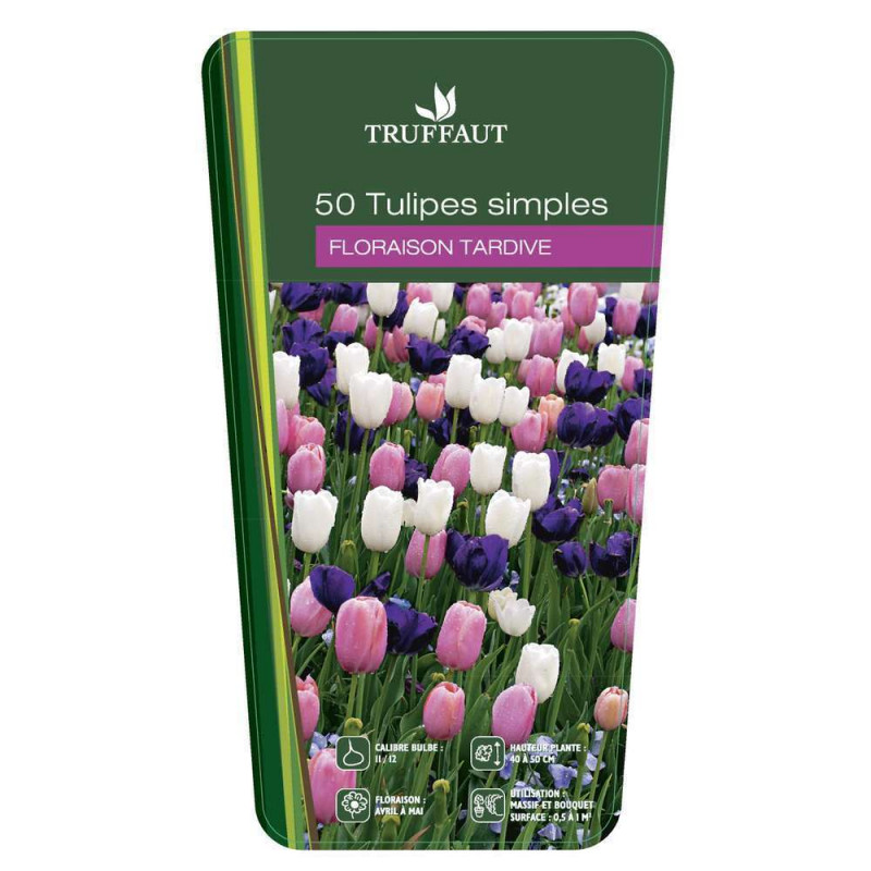 Bulbes de tulipes simples tardive - x50