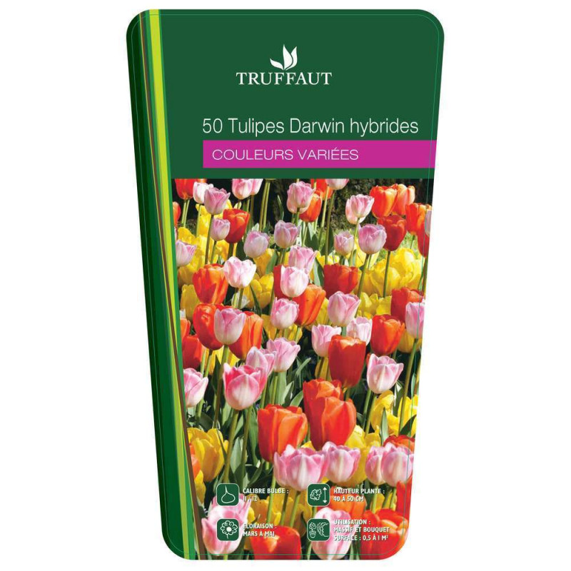Tulipe Darwin Hybrid x50 cal.:11/12