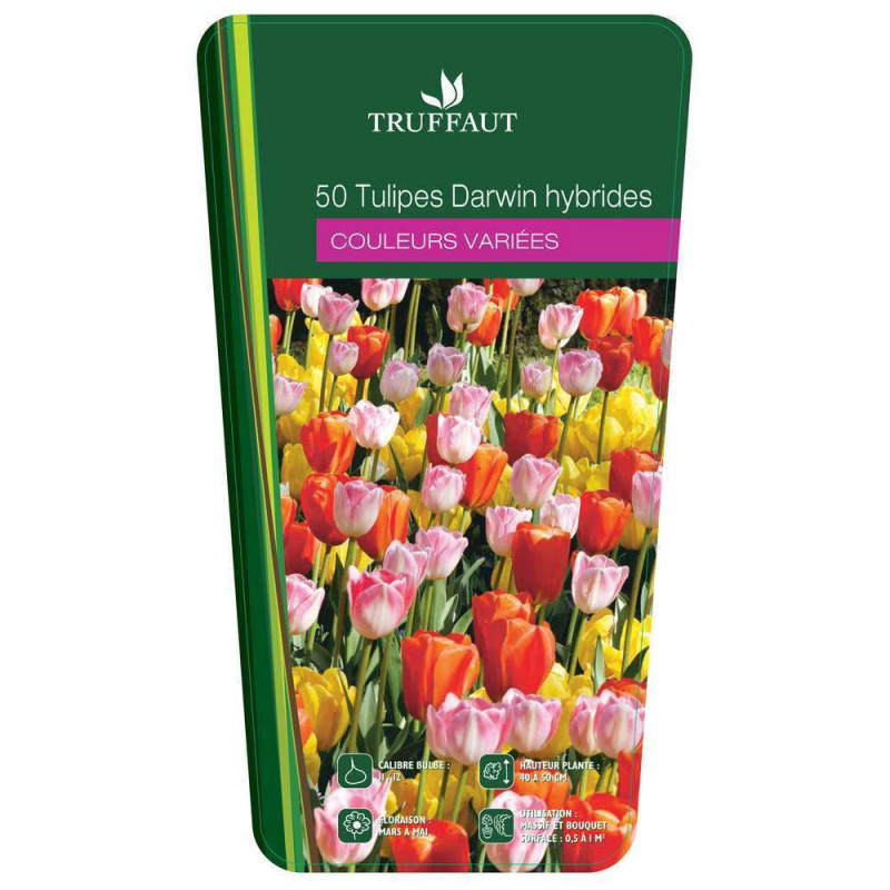 Bulbes de tulipes Darwin - x50