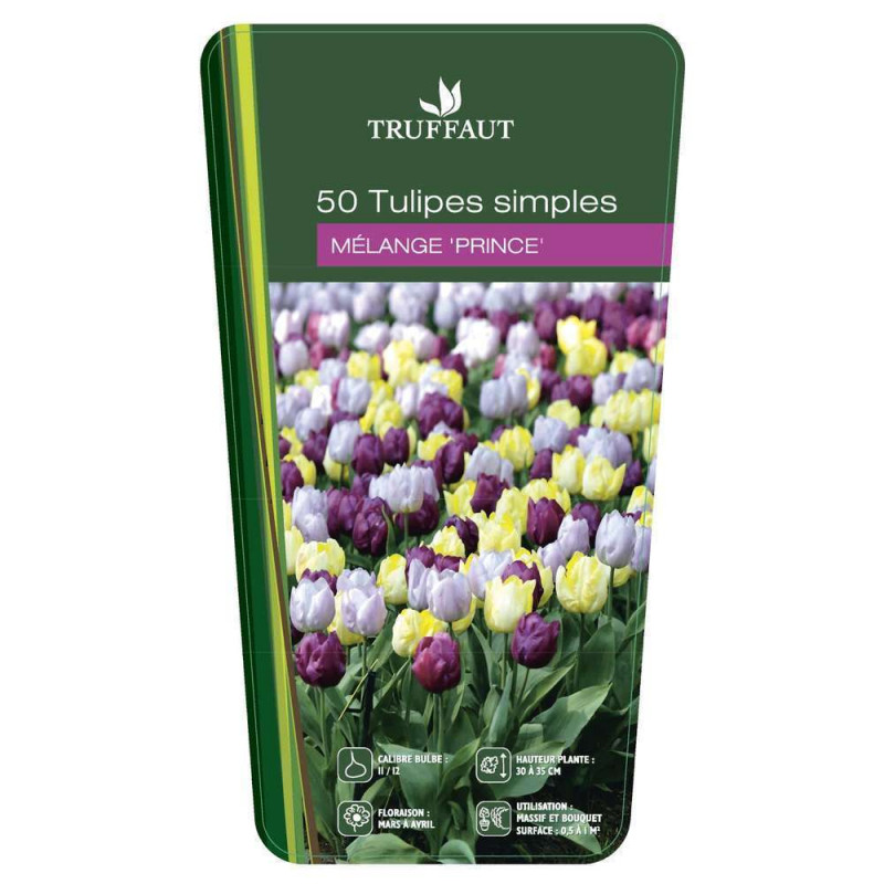 Bulbes de tulipes simples 'Prince' - x50