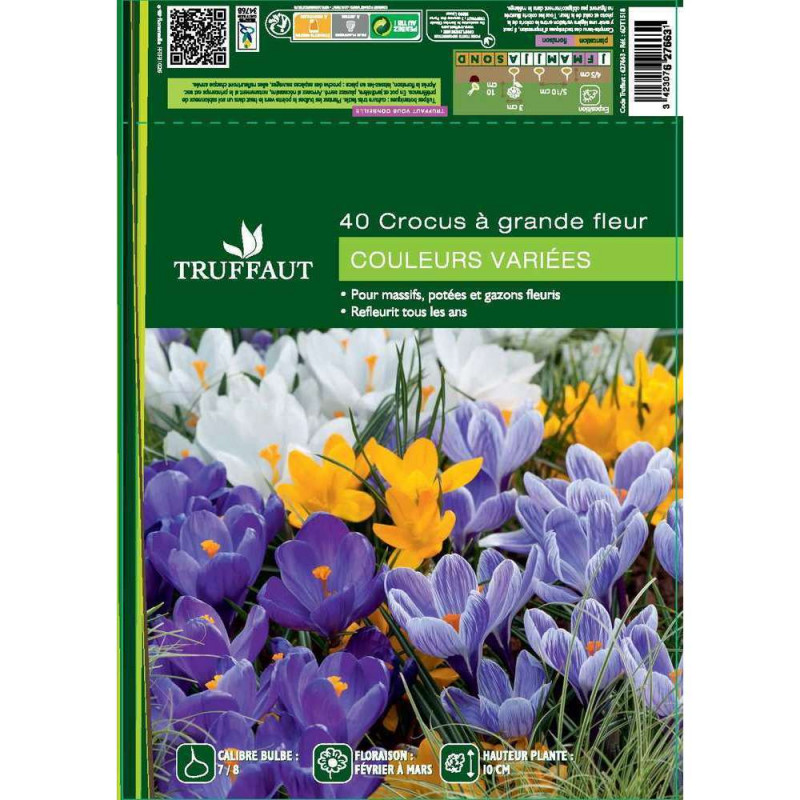 Bulbes de crocus à grandes fleurs - x40