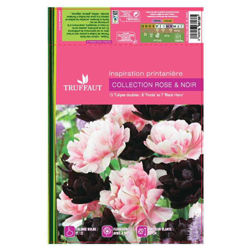 Assortiment tulipe doubles noir/rose x15