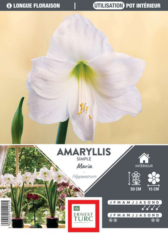 Amaryllis MARIA 36/+