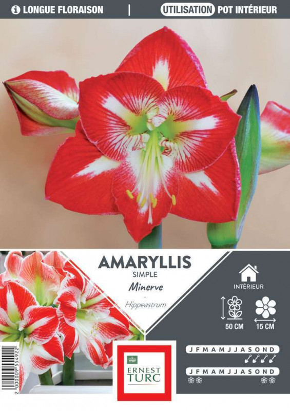 Bulbe d'amaryllis 'Minerva' - x1
