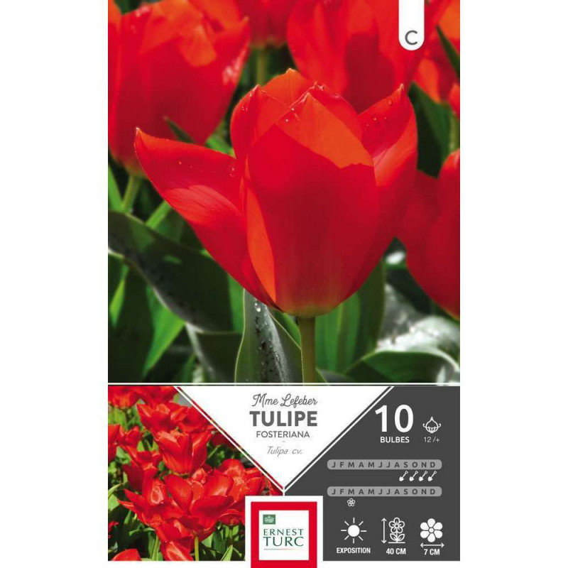 Tulipe fosteriana Mme Lefeber 12/+, 10 bulbes
