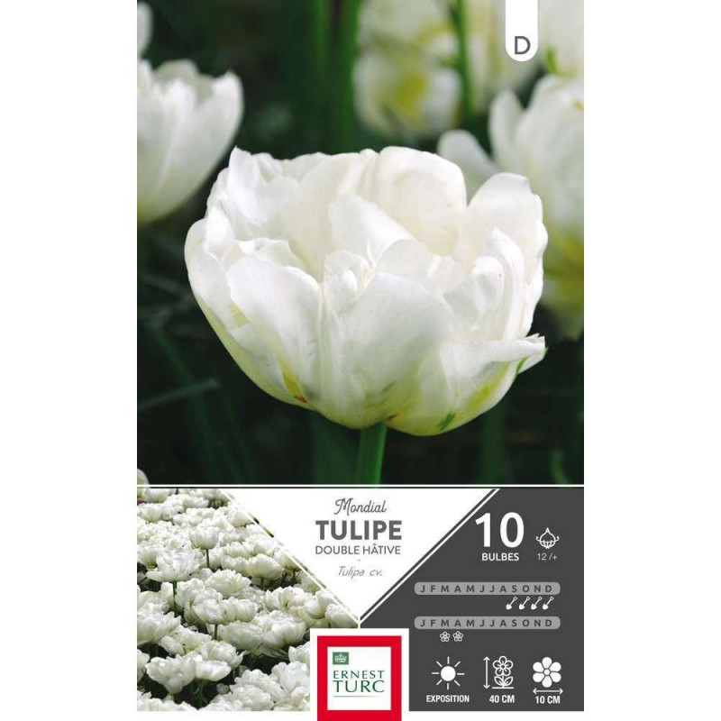 Bulbes de tulipes doubles hâtives 'Mondial' - x10