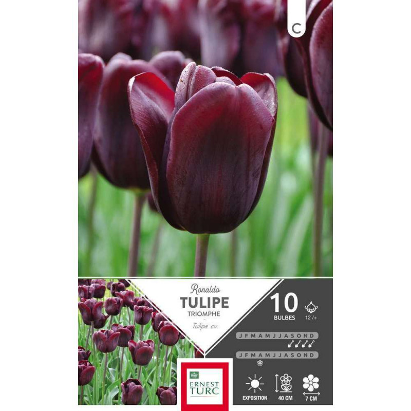 Tulipe triomphe Ronaldo 12/+ : 10 bulbes