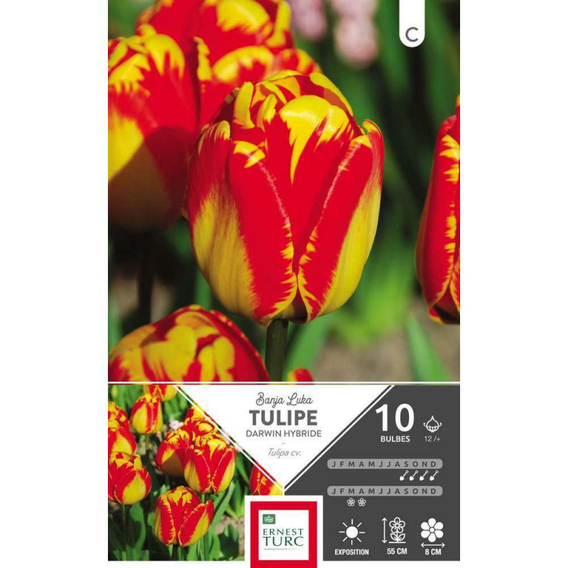 Tulipe darwin hybride Banja Luka 12/+ x10