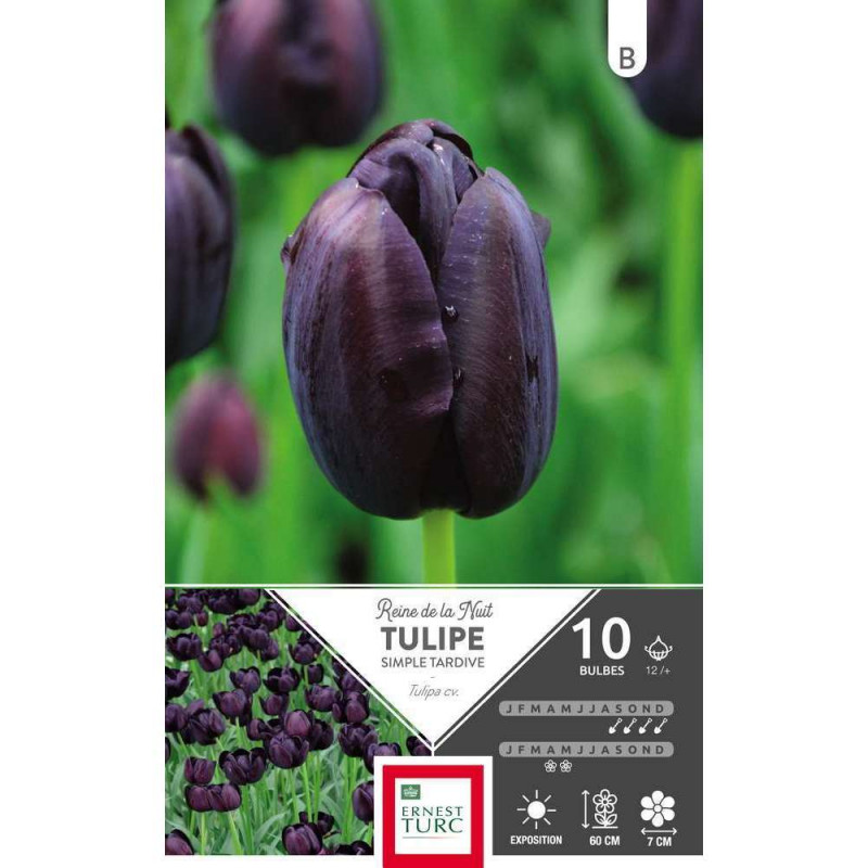 Tulipe simple tardive Reine de la Nuit  x10