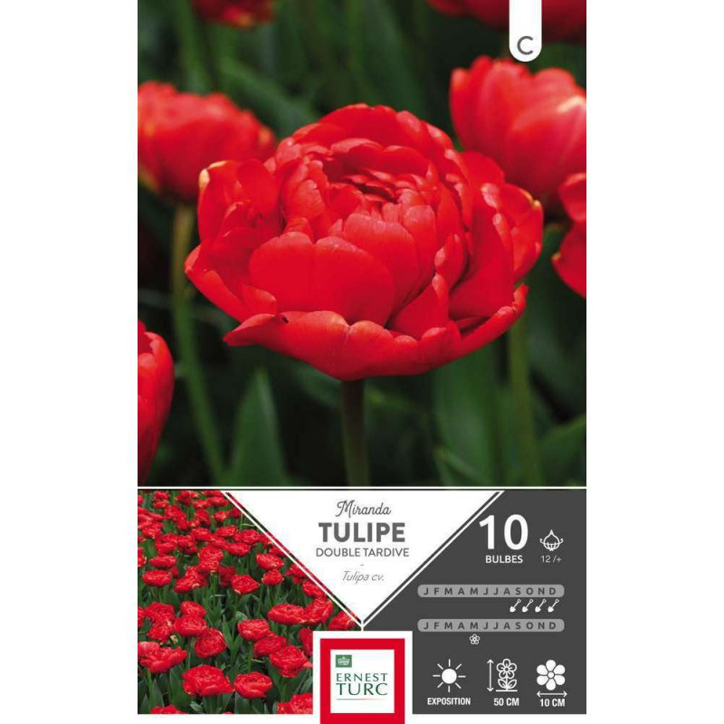 Bulbes de tulipes doubles tardives 'Miranda' - x10