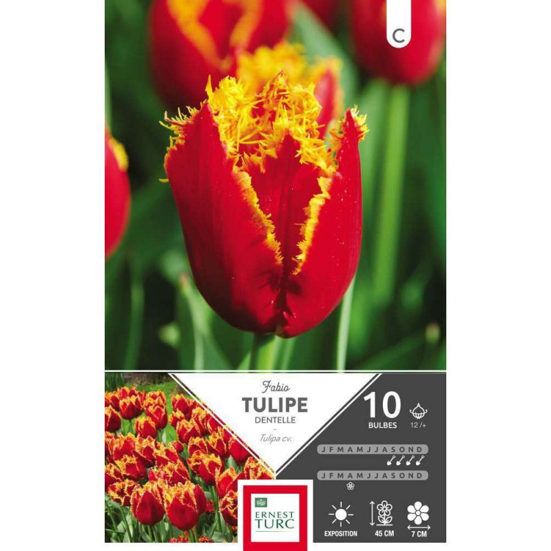 Bulbes de tulipes dentelle 'Fabio' - x10