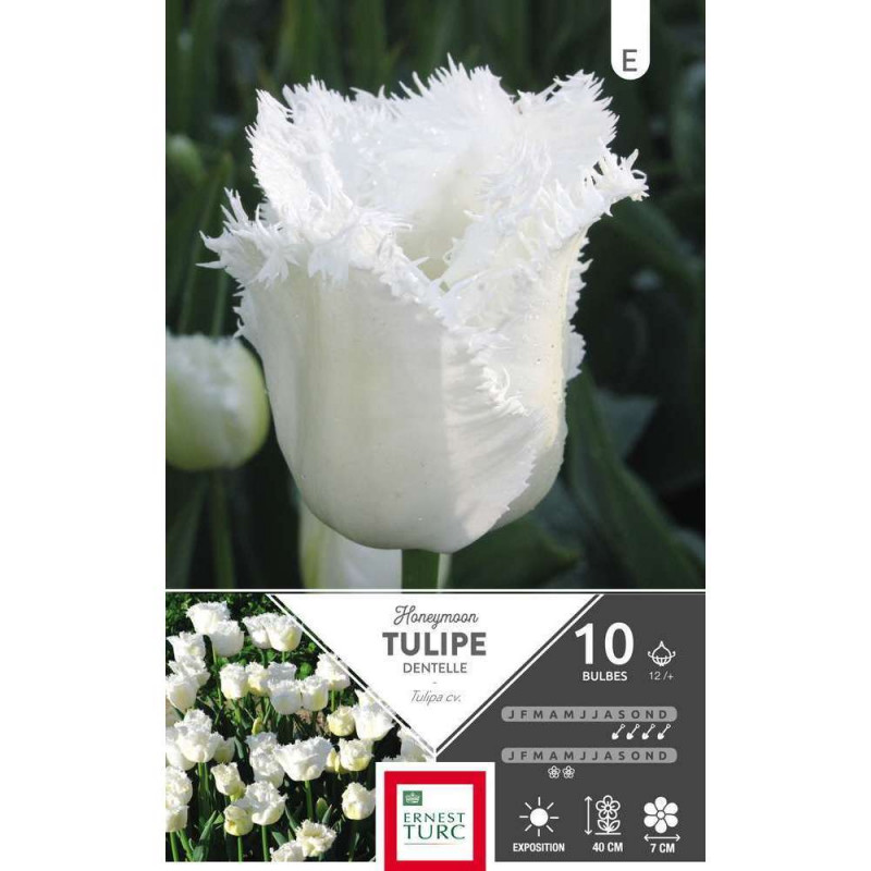 Bulbes de tulipes 'Honey Moon' - x10