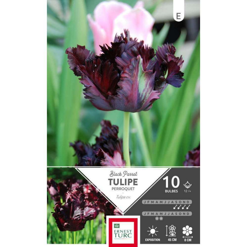 Bulbes de tulipes perroquet 'Black Parrot' - x10
