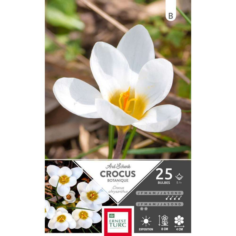 Crocus Ard Schenk : x25