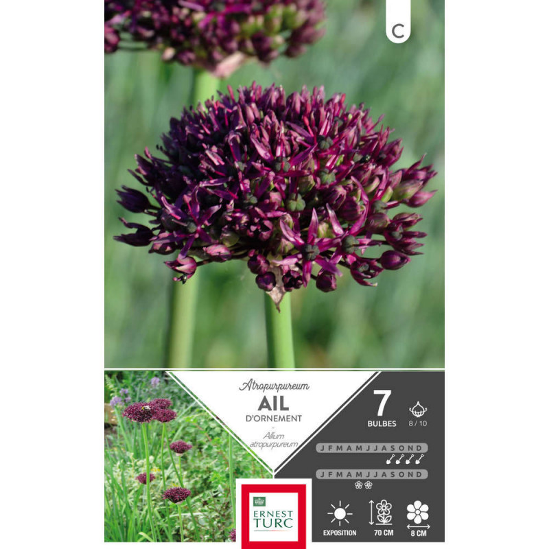 Allium Moyen Atropurpurea : cal 8/10 X7