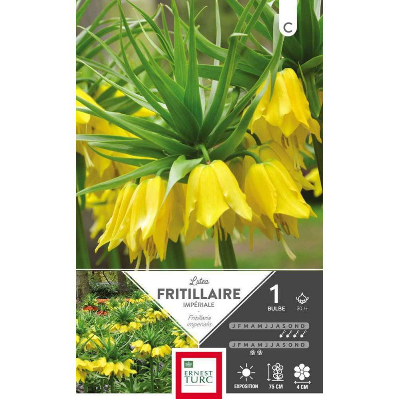 Fritillaire Lutea : cal.20