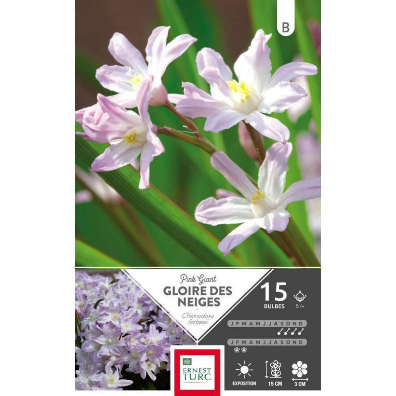 Bulbes de chionodoxas forbesii 'Pink Giant' - x15