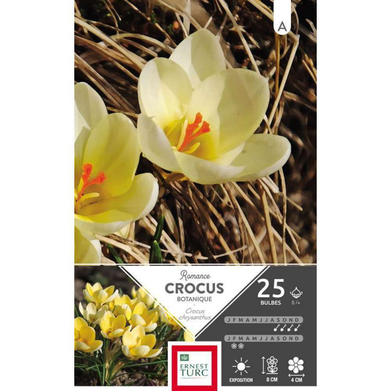 Bulbes de crocus chrysanthus 'Romance' - x25