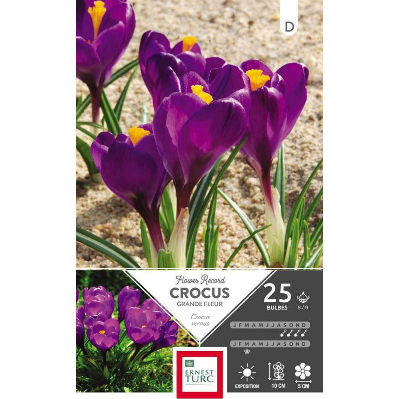 Crocus grandes fleurs Flower Record