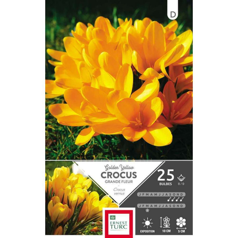 Bulbes de crocus à grandes fleurs 'Yelow' - x25
