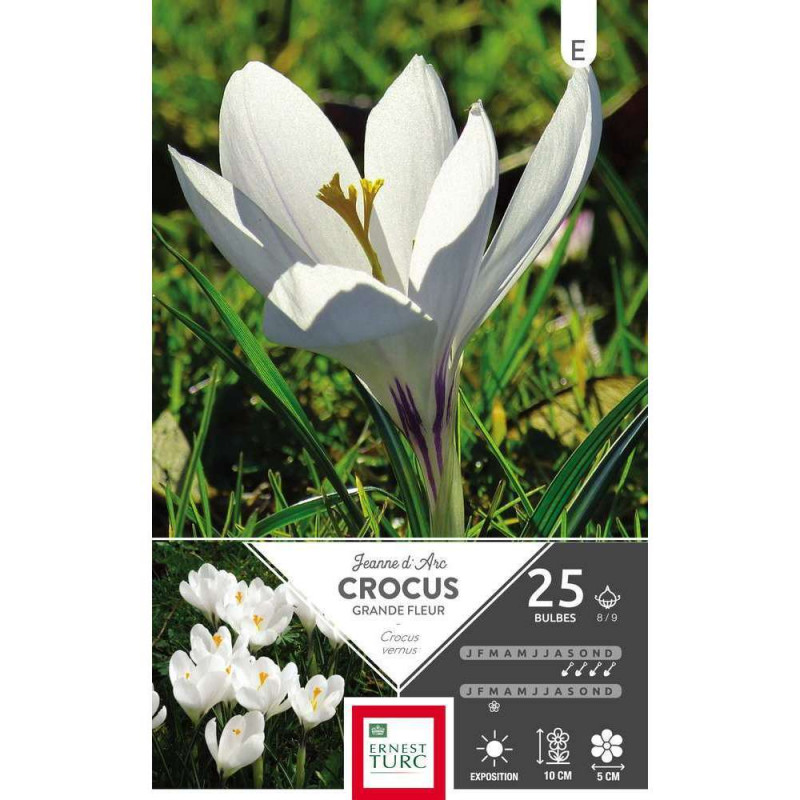 Bulbes de crocus à grandes fleurs 'Jeanne d'Arc' -