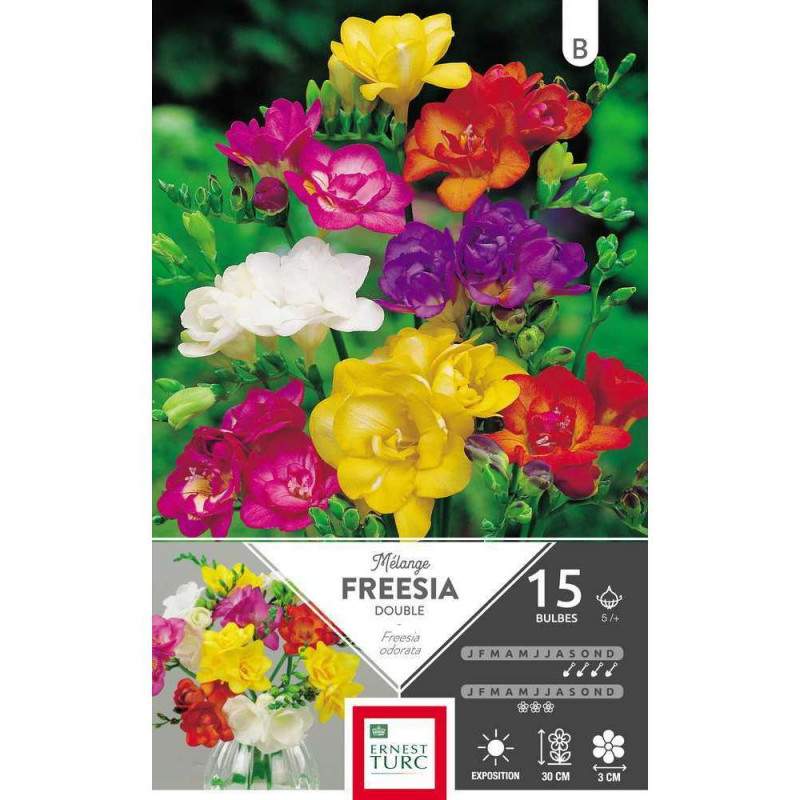 Bulbes de freesias doubles variés - x15