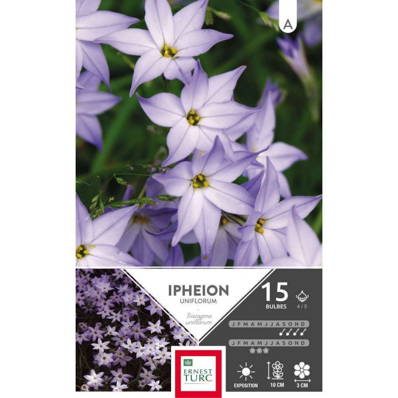 Bulbes d'ipheon uniflorum - x15