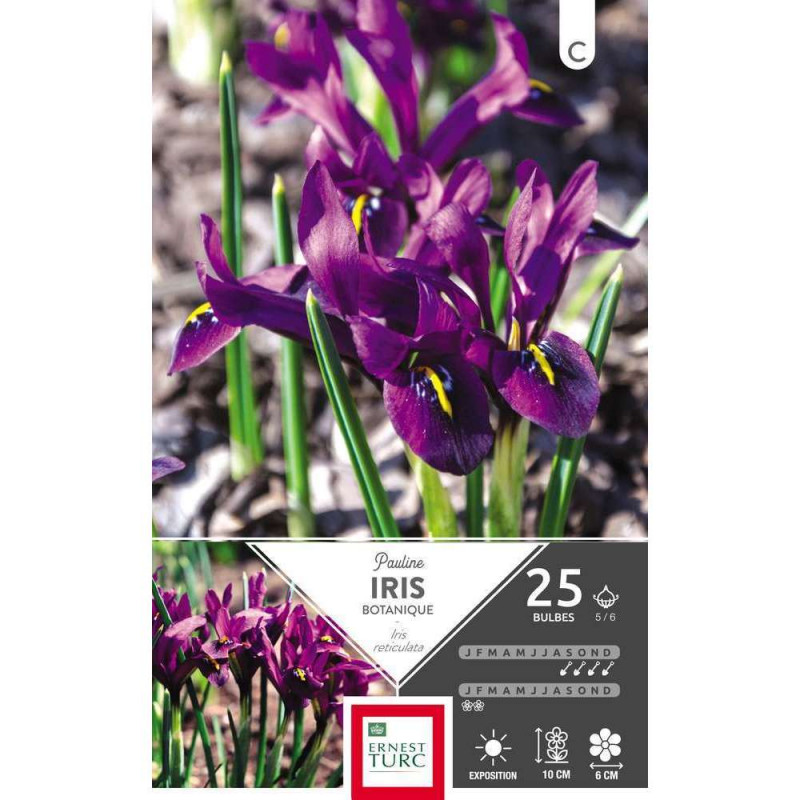 Bulbes d'iris reticulata 'Pauline' - x25