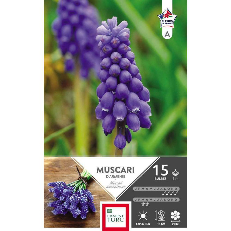 Muscari armaniacum