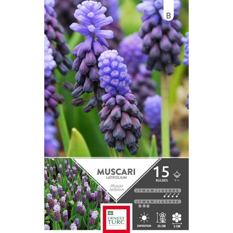 Bulbes de muscaris latifolium - x15