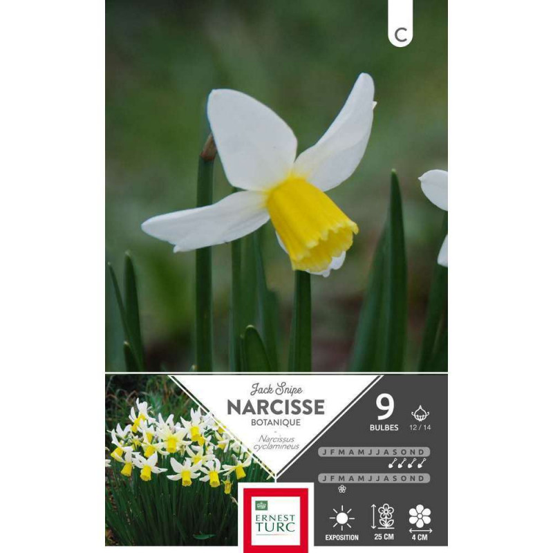 Bulbes de narcisses cyclamineus 'Jack Snipe' - x9