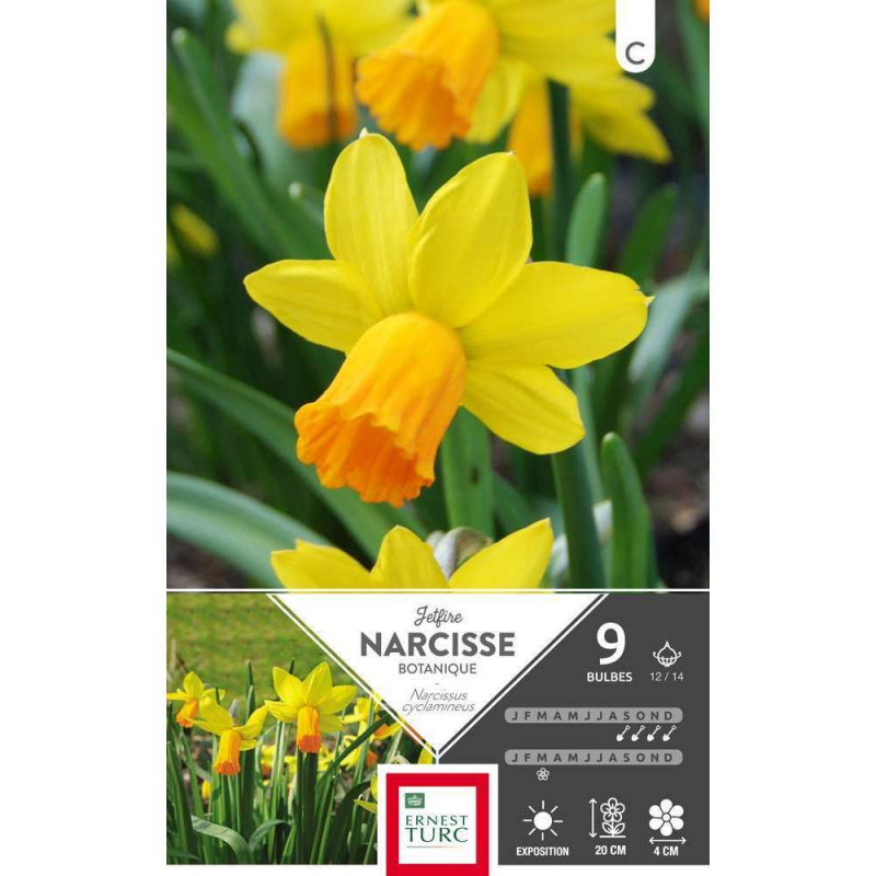 Bulbes de narcisses cyclamineus 'Jetfire' - x9