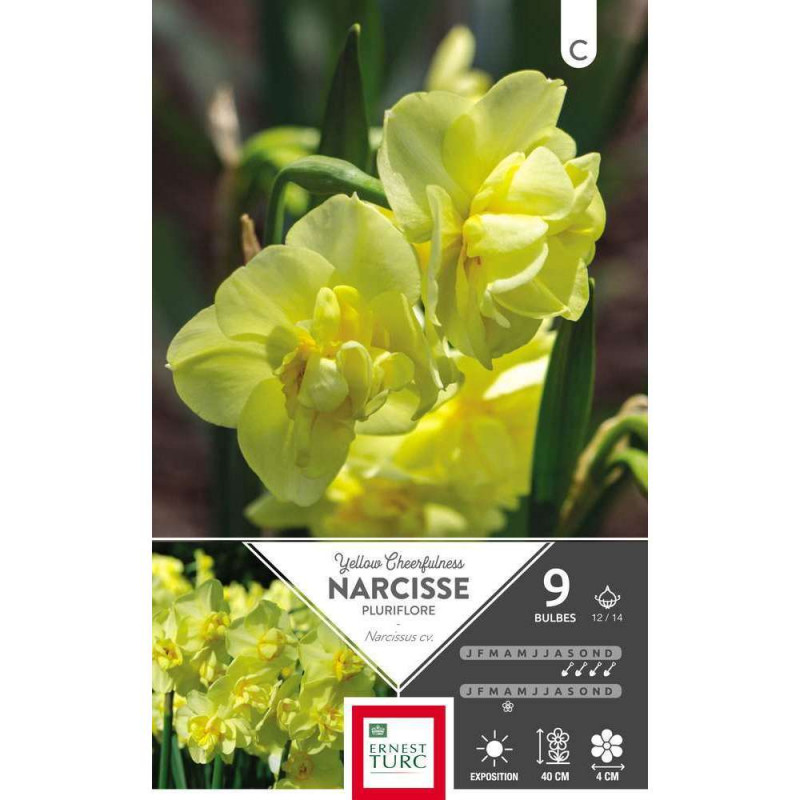 Narcisse Yellow Cheerfulness