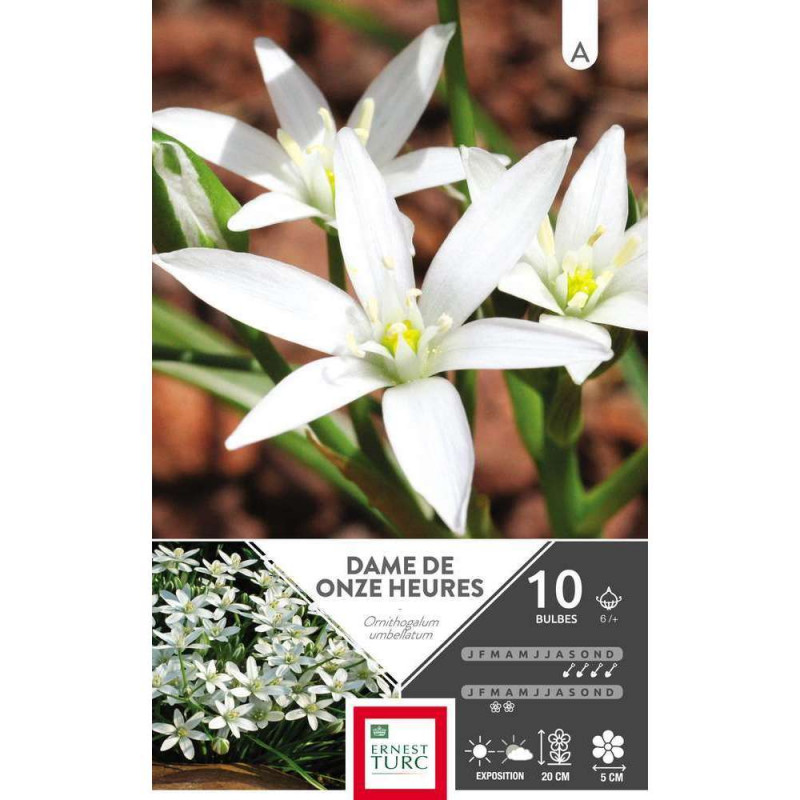 Ornithogalum umbellatum : cal.6 x 10