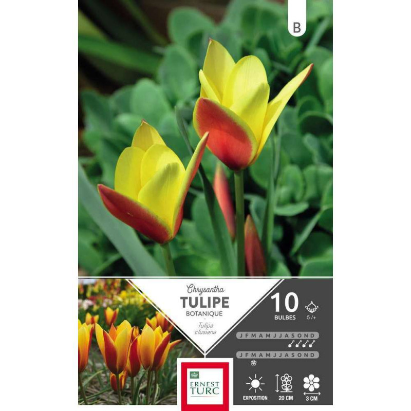 Tulipe Clusiana chrysantha