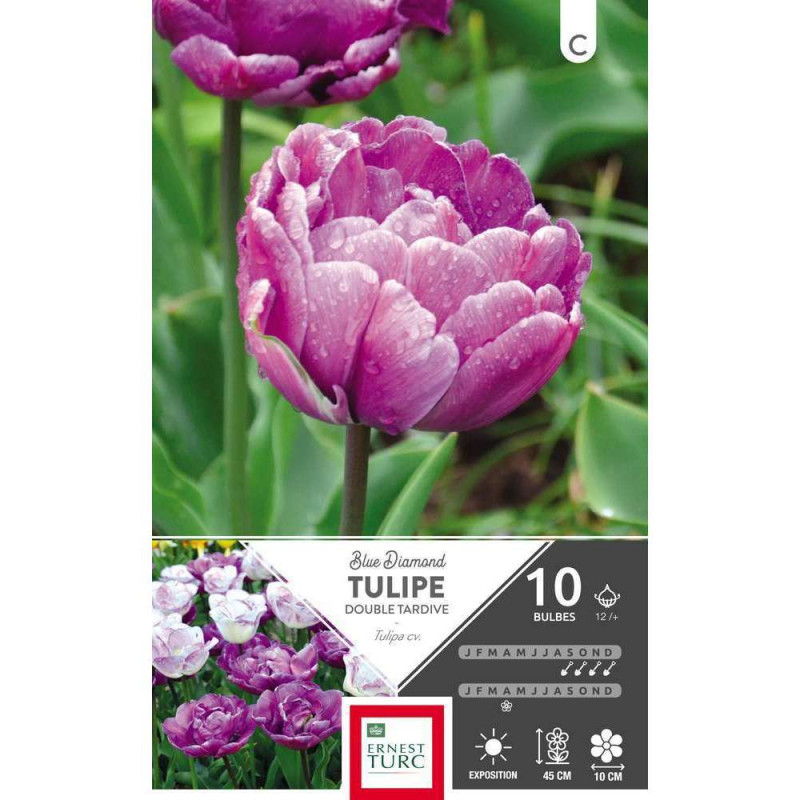 Bulbes de tulipes doubles tardives 'Blue Diamond'