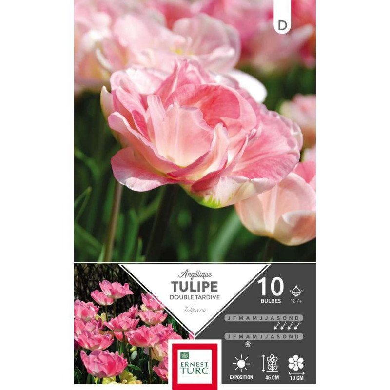 Bulbes de tulipes doubles tardives 'Angélique' - x