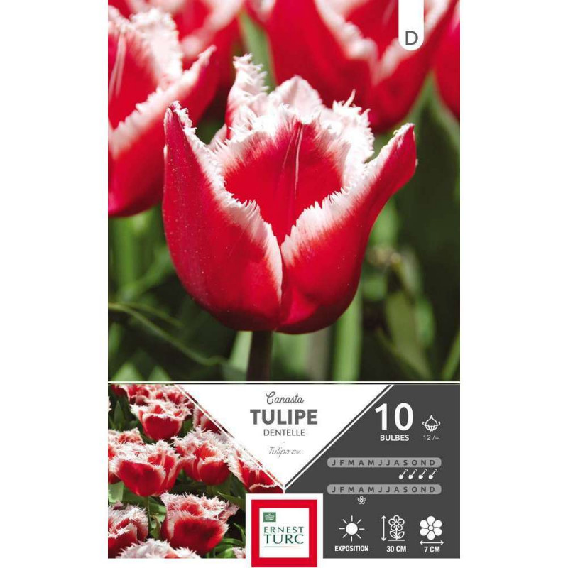 Tulipe Canasta