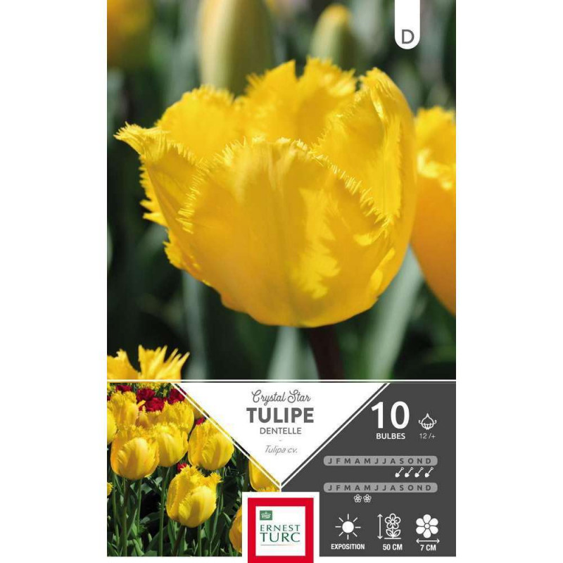 Tulipe Crystal Star