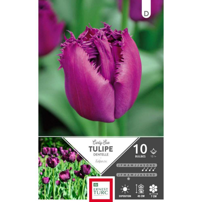 Bulbes de tulipes dentelle 'Curly Sue' - x10