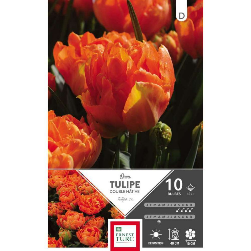 Bulbes de tulipes doubles hâtives 'Orca' - x10