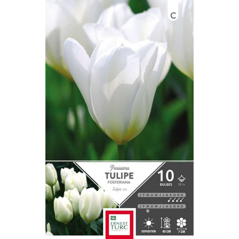Bulbes de tulipes fosteriana 'Purissima' - x10