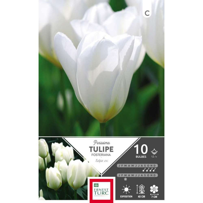 Tulipe Purissima