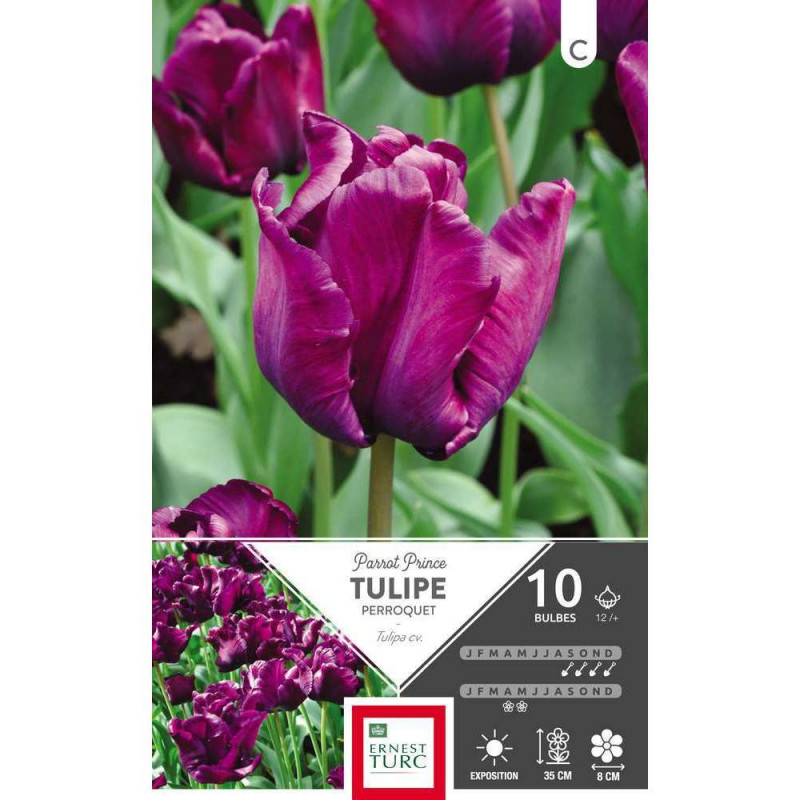 Bulbes de tulipes perroquet 'Parrot Prince' - x10