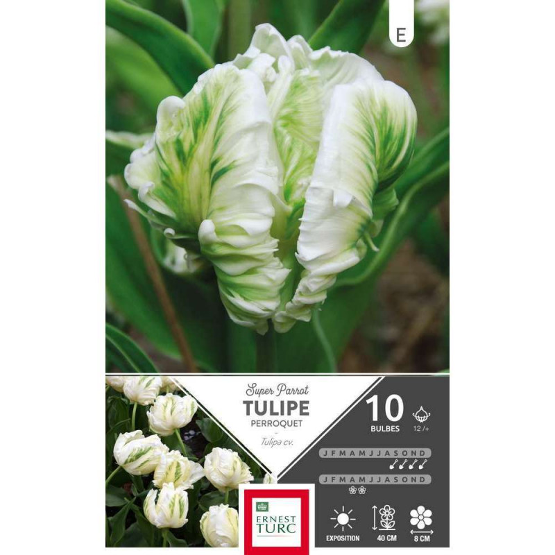 Tulipe Super Parrot