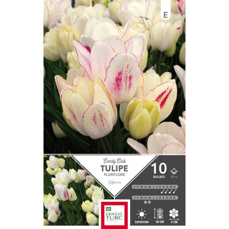 Tulipe Candy Club